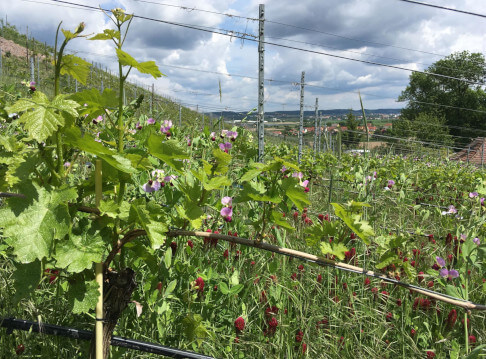 Weinbergspaziergang