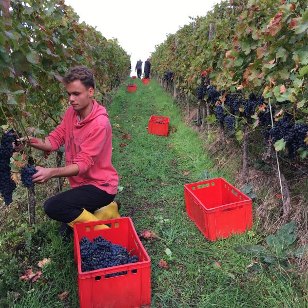 Weinlese im Klausenberg