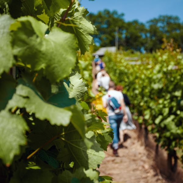 2019-06-23_Schuh_Weinwanderung